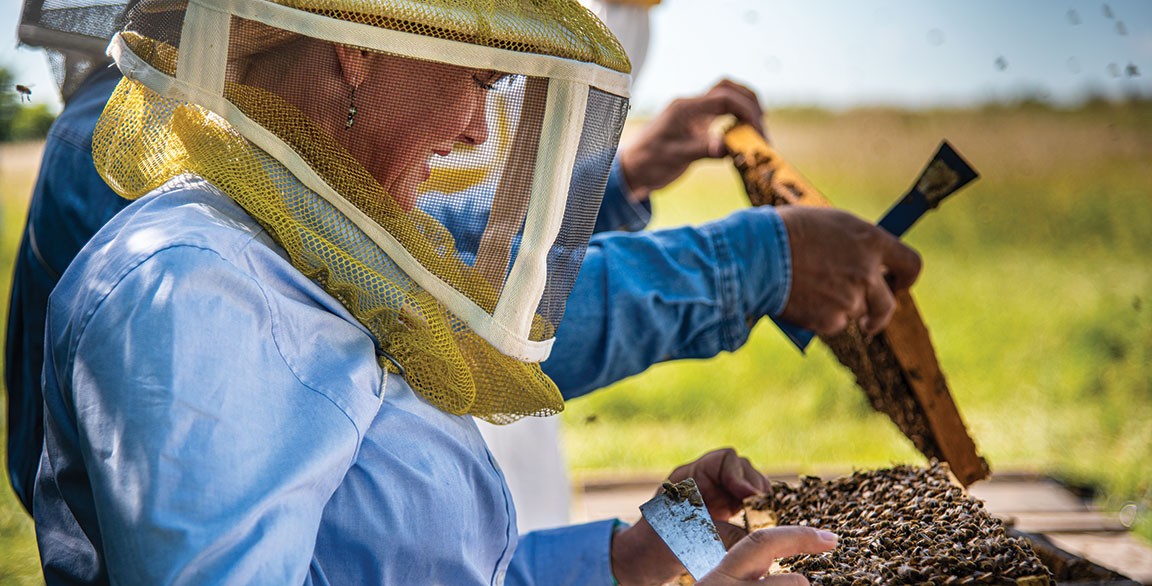 Celebrating Beekeeping