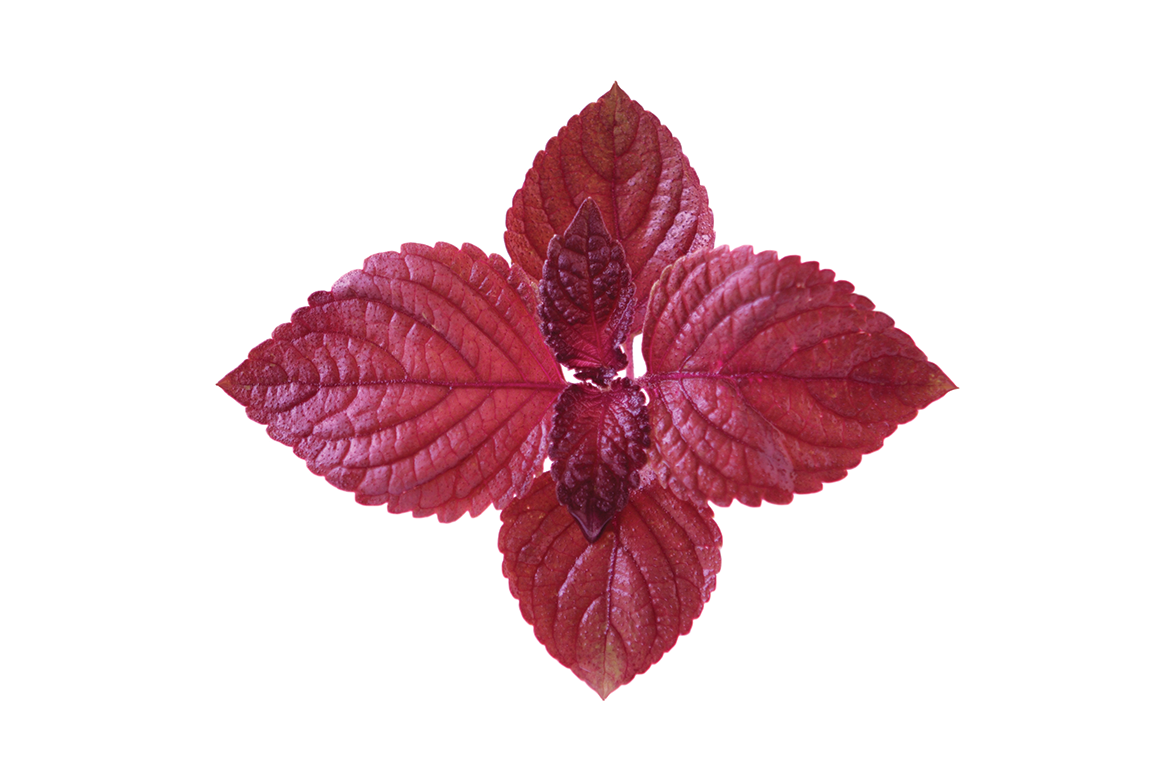 Red Shiso Leaf