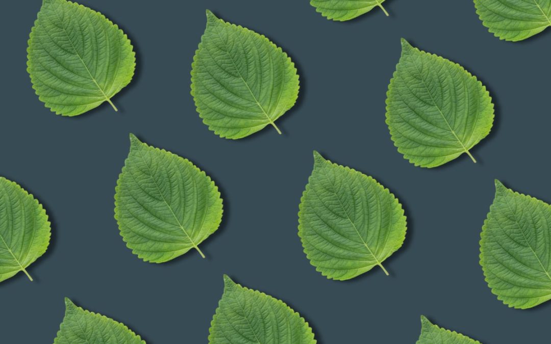 Flavors on the Edge: Perilla Exploring Korean cuisine’s most versatile leaf