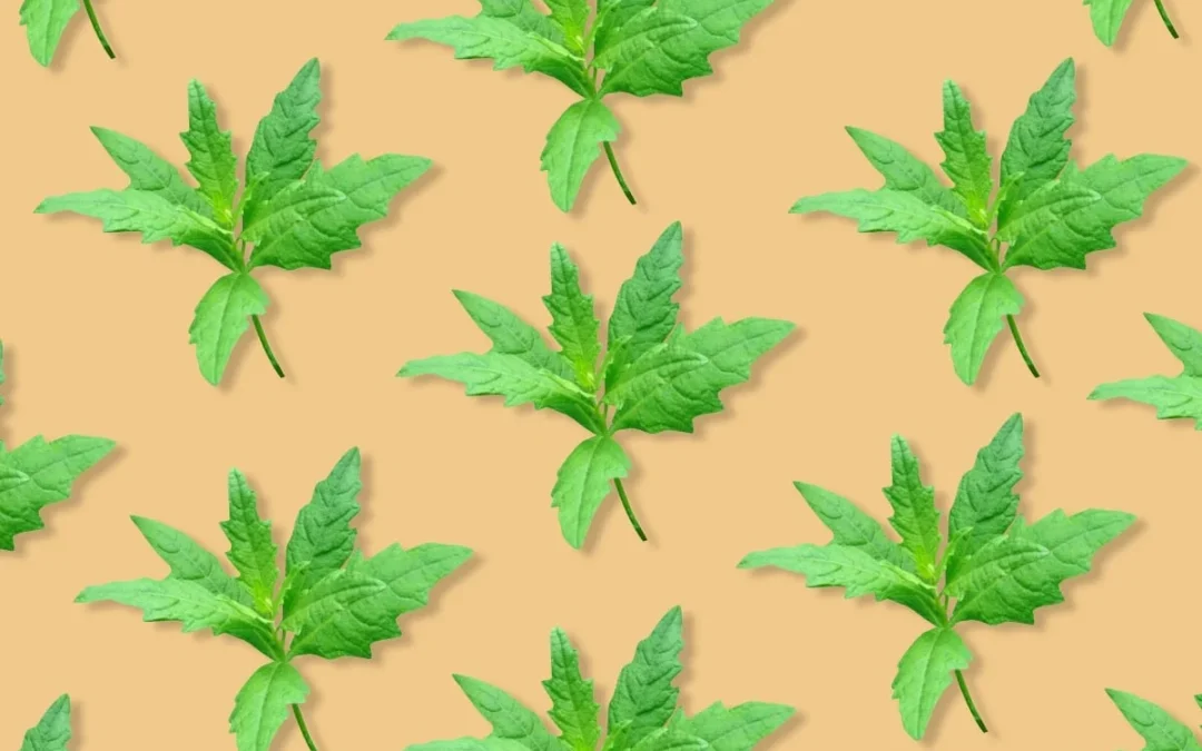 Flavors on the Edge: Epazote Herbal, grassy and assertive, this herb brings a lot to the table.